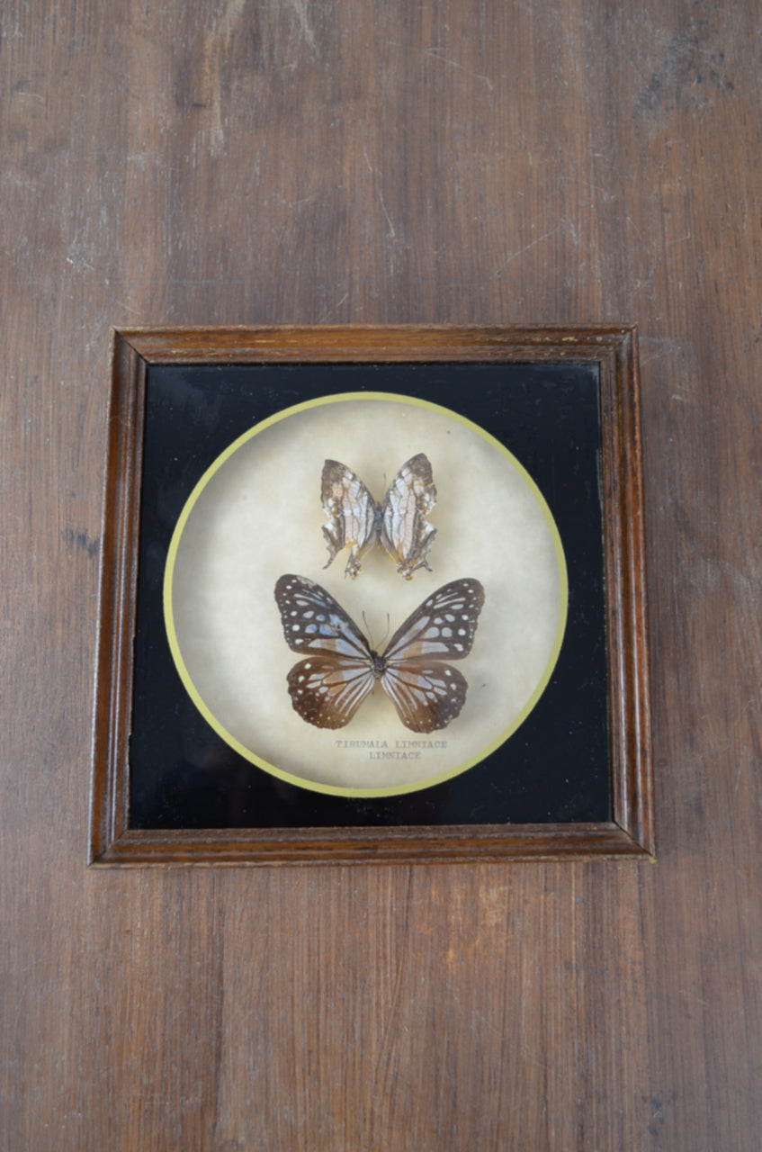 Vintage Butterfly Taxidermy