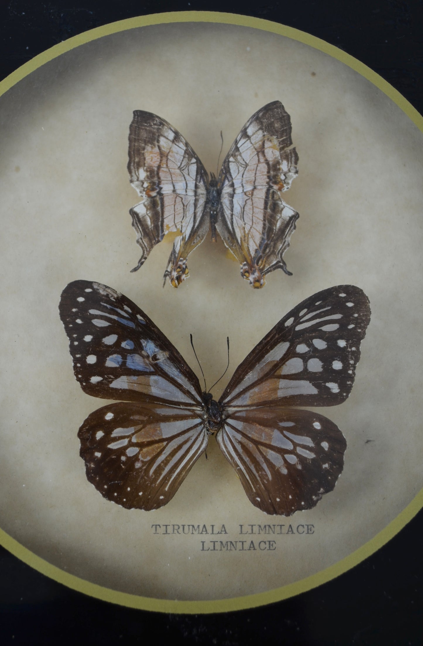 Vintage Butterfly Taxidermy