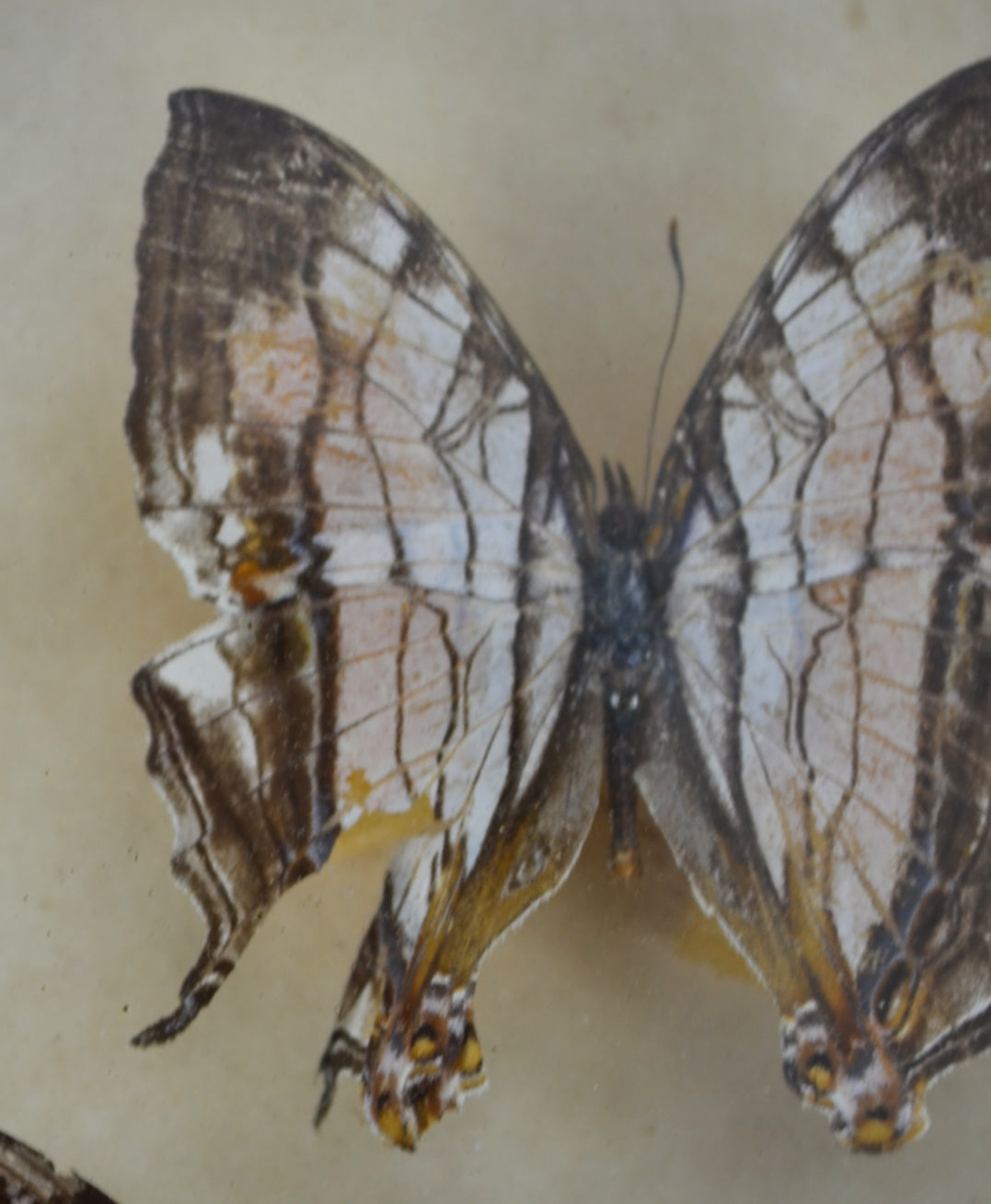 Vintage Butterfly Taxidermy