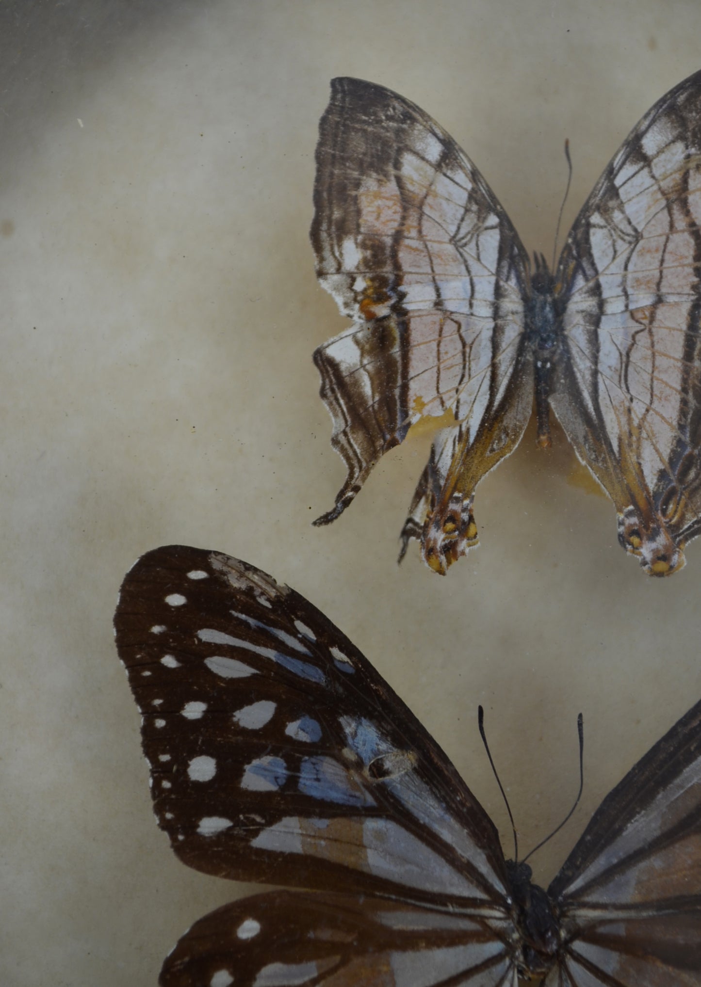 Vintage Butterfly Taxidermy