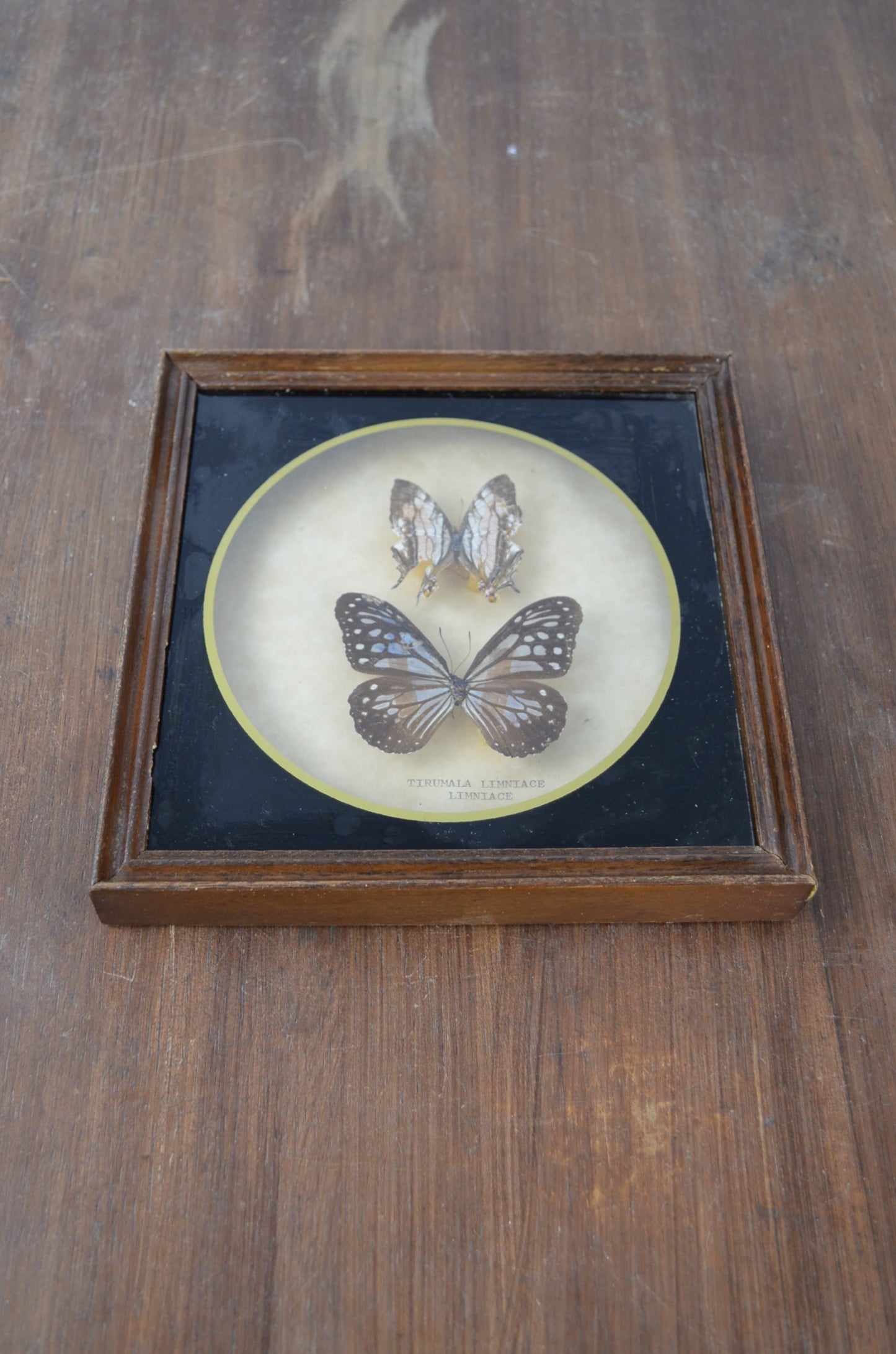 Vintage Butterfly Taxidermy