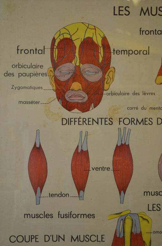 Mid Century French Medical Poster – Alt Interiors